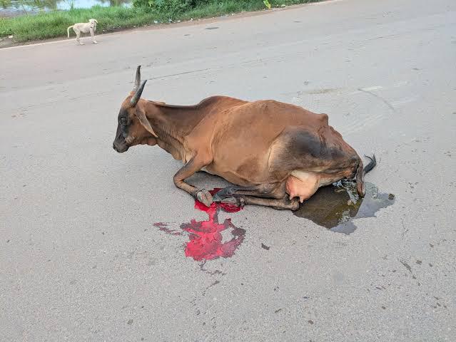 Condition of a rescued cow