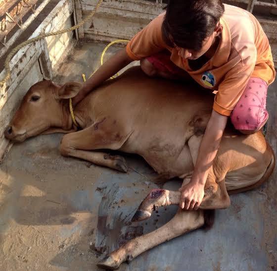 Condition of a rescued cow