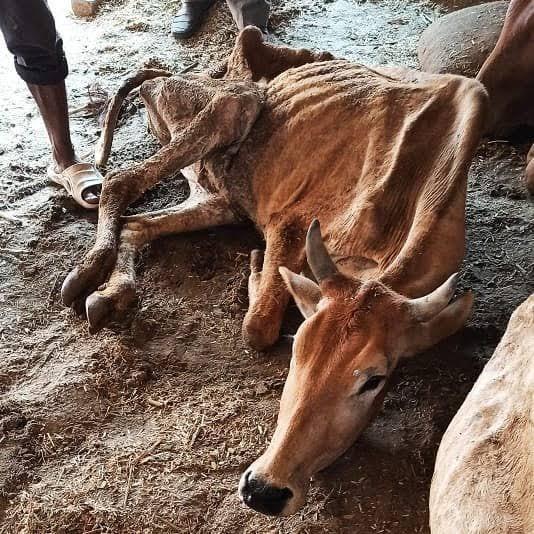 Condition of a rescued cow
